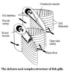 Diagram of fish gill structure