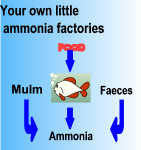 Koi are ammonia factories