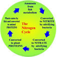 The Nitrogen Cycle - important to fish keeprs