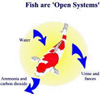 Fish are open systems, effects on fish health, koi health