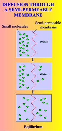 Diffusion through a semi-permeable membrane