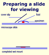 Preparing a slide for microscopy