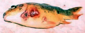 Bacterial infection, body ulcers and fin rot