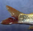 FishDoc Fish Health: Fin rot affecting caudal fin of koi