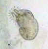 Gyrodactylus: Fish parasite