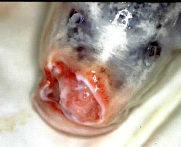 Bacterial ulcer on the mouth of a koi
