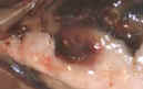 Bacterial infection of testis - koi carp